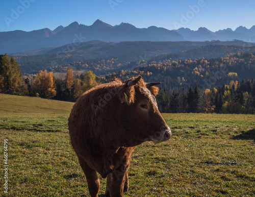 Pasące się jesienią krowy na polanie tatrzańskiej ze szczytami tatrzańskimi w tle.