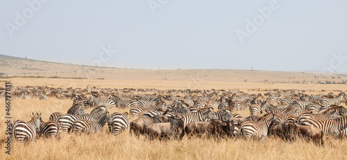 Incredible herds of wildebeests during the Great Migration in the famous Masai Mara Game Reserve in Kenya, Nairobi. We were surrounded by tens of thousands of Zebra and wildebeest on safari.