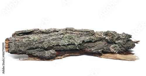 Tree bark with cyan lichen isolated on white background, side view