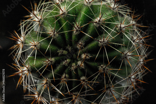 Zdjęcie macro kaktusa, Kolce kaktusa z bliska