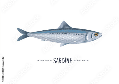 Sardine fresh raw cartoon vector icon, sign, simbol. Atlantic sardine vector illustration, object, design element for package, label. Isolated on white