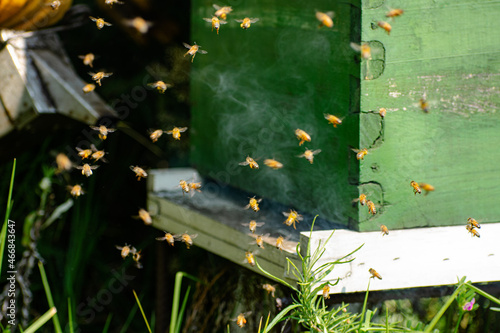 Proceso de apicultura orgánica y ética