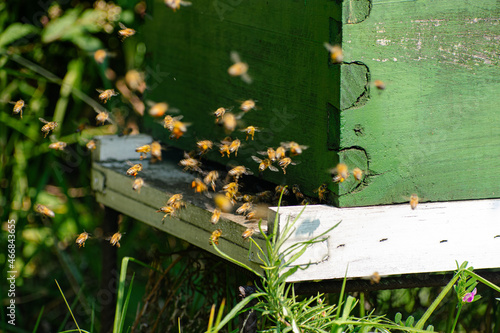 Proceso de apicultura orgánica y ética
