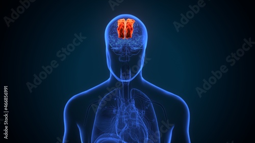 3d illustration of human brain Brain superior frontal gyrus Anatomy.