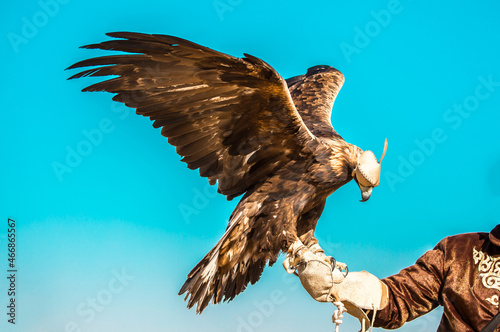 Golden eagle close-up on the background of the sky. The bird of prey hunts its prey. The eagle sits on the trainer's hand. Falcon hunting. National tradition of Asia. Kazakhstan