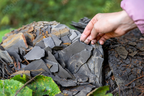 Closeup little kid hand collecting and exploring dark grey shale slate natural rock fossil at walk in forest with family outdoors. Child searching fossil formation at mountain woods park outside