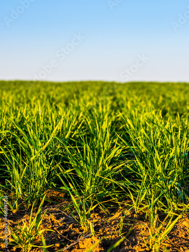 Green wheat field, agricultural landscape.