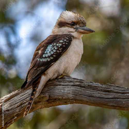 Laughing Kookaburra (Dacelo novaeguineae)