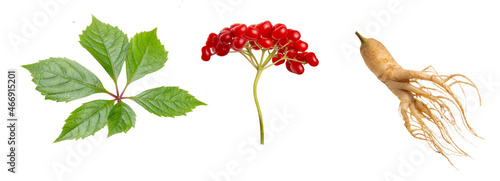 Ginseng plant isolated on white background. Medical wild ginseng root.