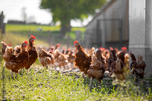 Poule et poulet en élevage à l'extérieur en plein air.