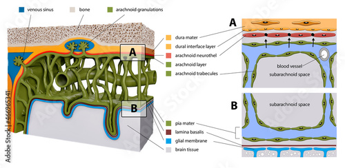 Protective membranes covering the brain. Meninges: Dura mater, Arachnoid, and Pia mater. Cross section of the human brain. Layers. diagram for educational, medical, biological, scientific use