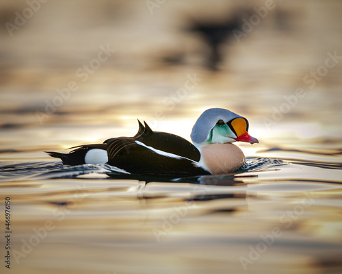 Closeup shot of a king eider swimming in a pond