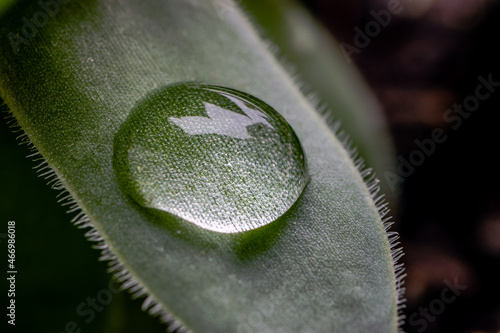 Single dewdrop on a succulent plant leaf. Common houseleek, Sempervivum tectorum. Close up.
