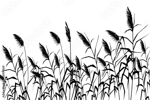 Vector hand drawing sketch with reeds.Cane silhouette on white background.