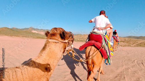 viaje en camello desierto en los cabos mexico