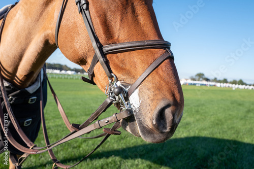 Close up of horse mouth with Bridle and reins
