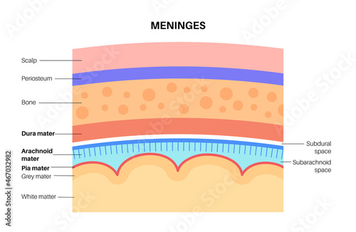 Meninges anatomy diagram