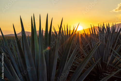 Campo de agave Tequilana wever con el que se produce tequila durante el atardecer a vista del volcán de tequila