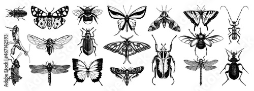 Hand-sketched insects collection. Hand drawn beetles, bugs, butterflies, dragonfly, cicada, moths, bee set in vintage style. Entomological vector drawings