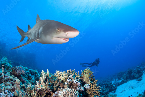 Underwater image of coral reef with shark. 