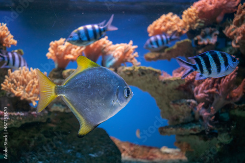 Bogactwo podwodnej fauny i flory. Podwodne życie w rafie koralowej ryb i korali.
