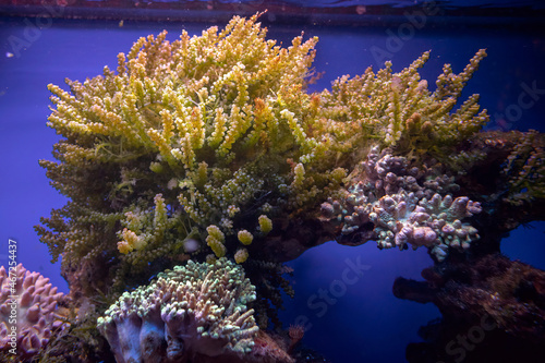 Życie rafy koralowej. Podwodne zdjęcia ryb, korali i krabów.
