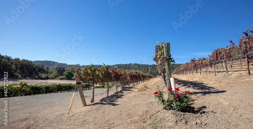 Rosebush at end of rows of vines in vineyard in wine country under blue sky