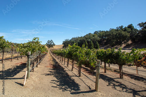 Rows of vines in vineyard in wine country under blue sky