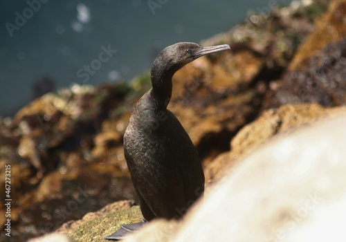 Juvenile Brandt’s Cormorant (Phalacrocorax penicillatus) on rock
