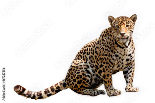 jaguar anima, jaguar isolated on white backgrond.