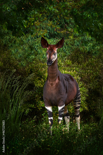 Okapi, Okapia johnstoni, brown rare forest giraffe, in the dark green forest habitat. Big animal in natiopnal park in Congo, Africa. Okapi, wildlife nature. Travelling in Africa.