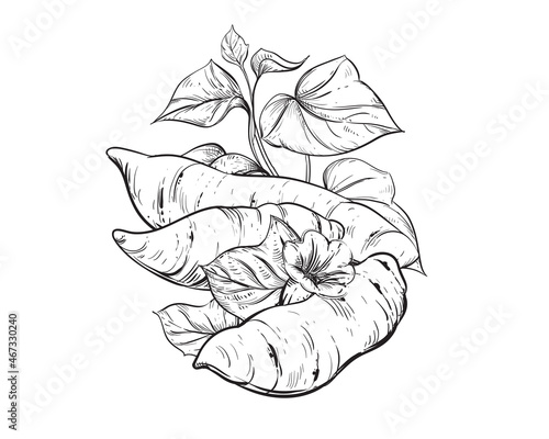 Hand drawn sketch black and white of tuber, yam, leaf, sweet potato, flower. Vector illustration. Elements in graphic style label, card, sticker, menu, package. Engraved style illustration.