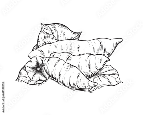 Hand drawn sketch black and white of tuber, yam, leaf, sweet potato. Vector illustration. Elements in graphic style label, card, sticker, menu, package. Engraved style illustration.