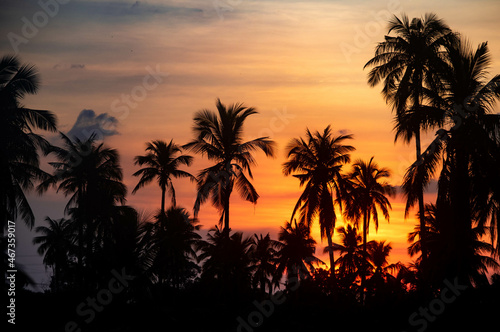 Silhouette at sunset in a coconut plantation in Thailand