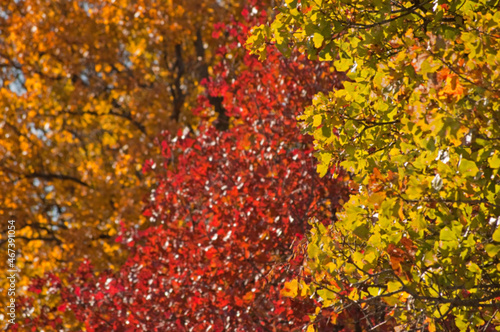 Blurred background image of fall foliage in layers of different colors; green, red and orange