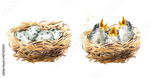 Nest with eggs and with chicks set, Spring card concept. Watercolor hand drawn illustration, isolated on the white background