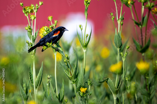 redwing blackbird in reintroduced prairie in Iowa