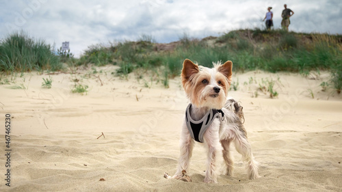 Pies york terier na plaży. W oddali widać wydmę