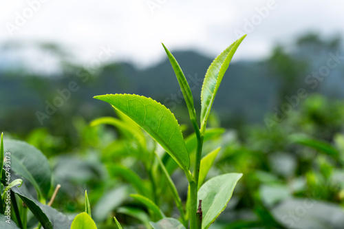 tea garden in hills station
