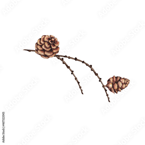 Illustration of realistic woodland dried plant. Larch branch and cones. Watercolor hand painted isolated elements on white background.