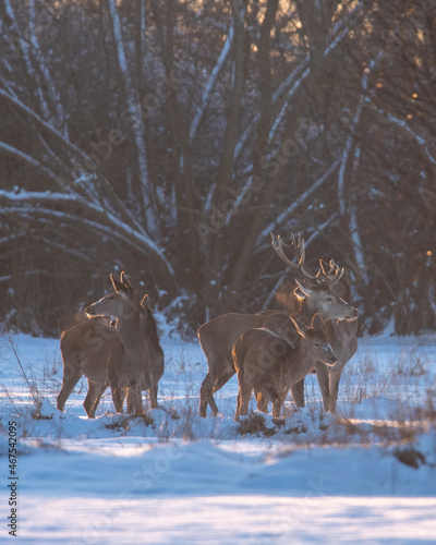 Chmara jeleni szlachetnych na zimowym polu 