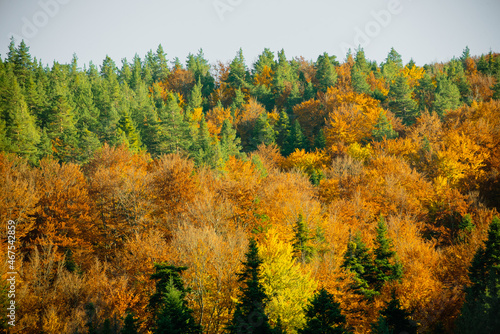 Bright colors of the autumn forest, autumn in the mountains