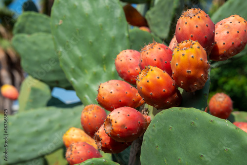 Prickly pear cactus or puntia, ficus-indica, Indian fig opuntia with fruits