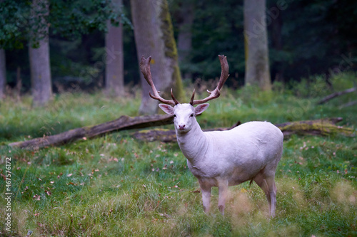 1 white albino fallow deer (Dama dama, damwild). The animal stands on a green meadow in the forest between the trees. Side view. Wildlife.