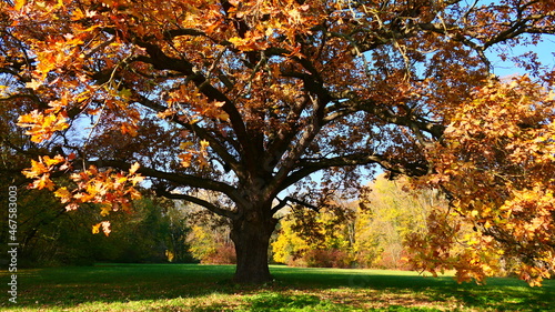 buntes Herbstlaub am Eichenbaum