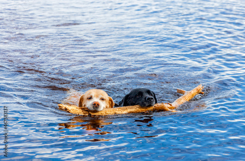 Pair of Labrador dogs swim on the lake carrying pine branch.