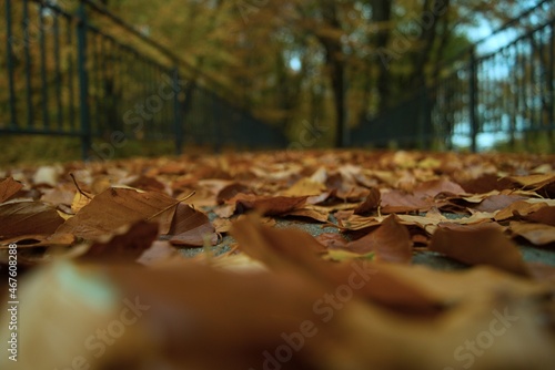 Jesienny las w Puszczy Bukowej nad Jeziorem Szmaragdowym