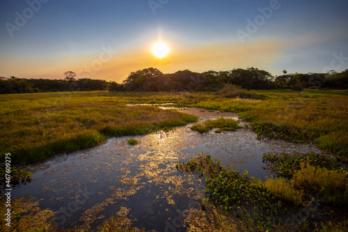 Imagens do Pantanal Sul-matogrossense - Brasil
