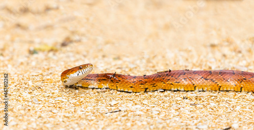 A corn snake (Pantherophis guttatus) lying on a sandy path in St. Augustine, Florida.
