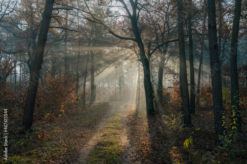 Wczesny ranek w jesiennym Polskim Parku narodowym